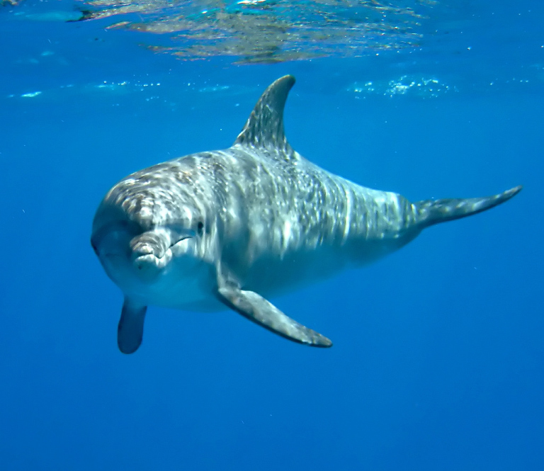 フォノム島 4つのおすすめポイントイメージ